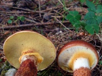 image of mushrooms