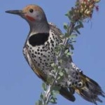 image of bird