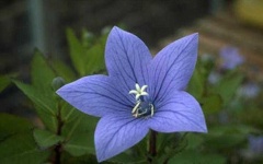 image of balloon_flower #24