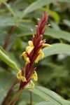 image of flower