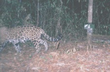 image of jaguar_car
