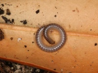image of animal