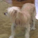 image of animal