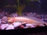 image of axolotl