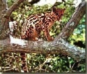 image of animal