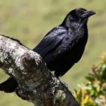 image of bird