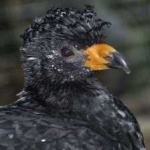 image of bird