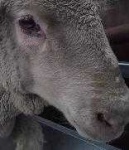 image of animal
