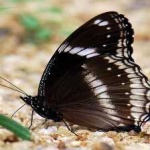 image of animal