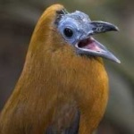 image of bird