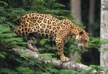 image of jaguar