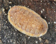 image of chiton