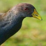 image of bird