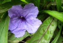 image of mexican_petunia #12