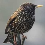 image of bird