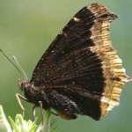 image of animal