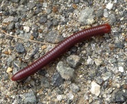 image of animal