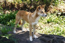 image of dingo