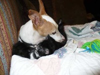 image of italian_greyhound