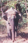 image of tusker #16