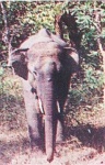 image of tusker