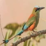 image of bird