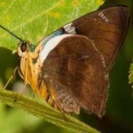 image of animal