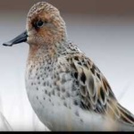 image of bird
