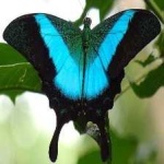 image of banded_butterfly #1