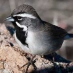 image of black_throated_sparrow #18