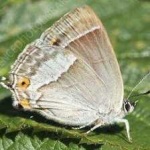 image of animal