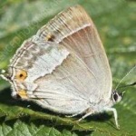 image of hairstreak #25