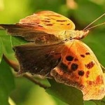 image of animal