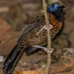 image of bird