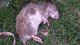 image of rat #46