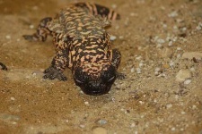 image of gila_monster