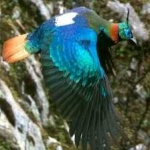 image of bird