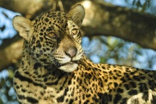 image of jaguar
