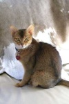 image of abyssinian #7