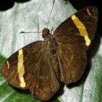 image of animal