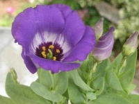 image of flower