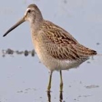 image of bird