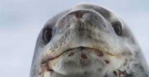 image of animal