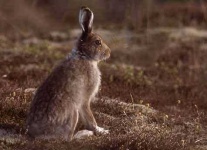 image of hare