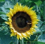 image of sunflower #0