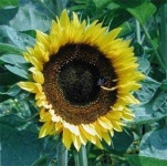 image of flower