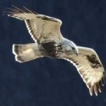image of bird
