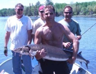 image of sturgeon
