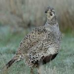 image of greator_sage_grouse #17