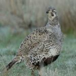 image of bird